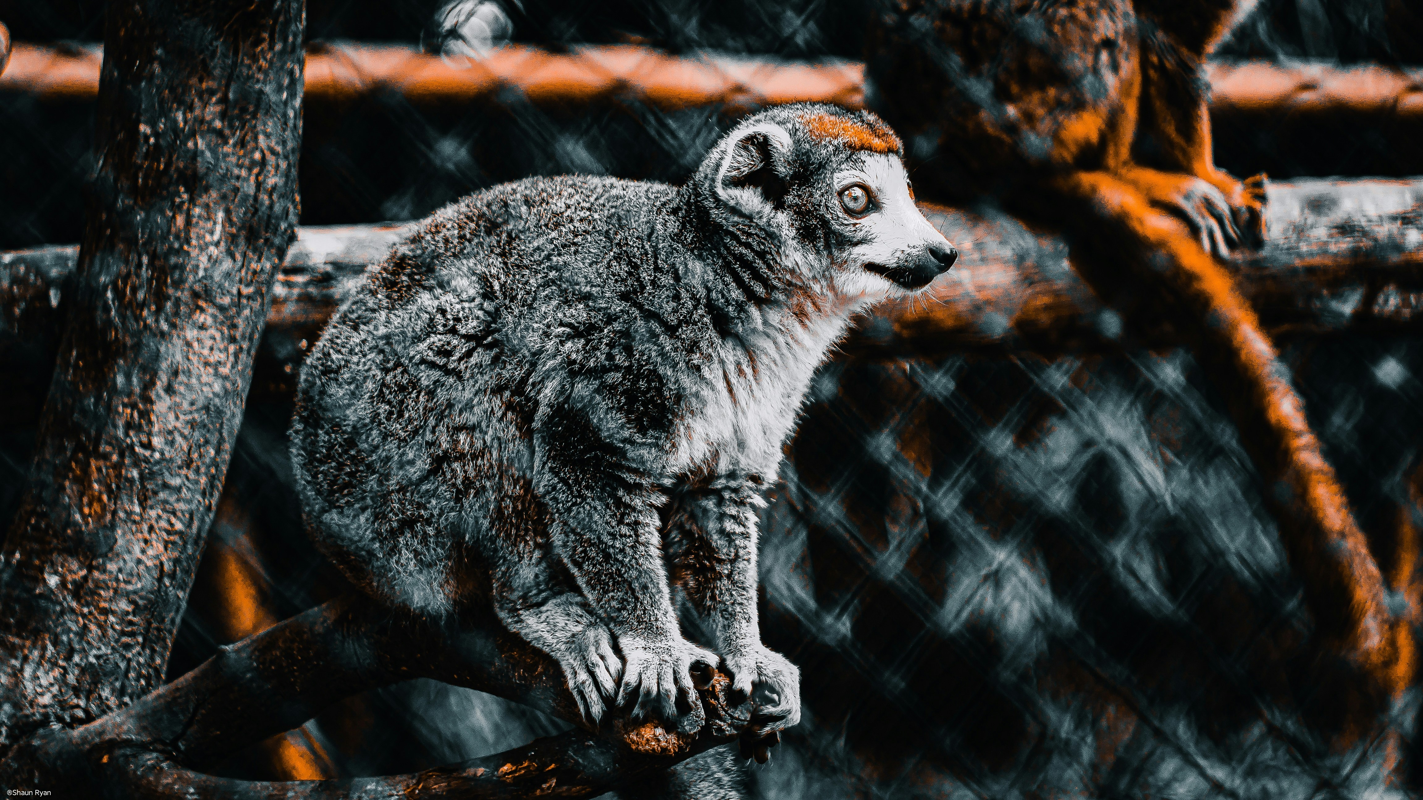 A raccoon in a tree photo – Free Grey Image on Unsplash