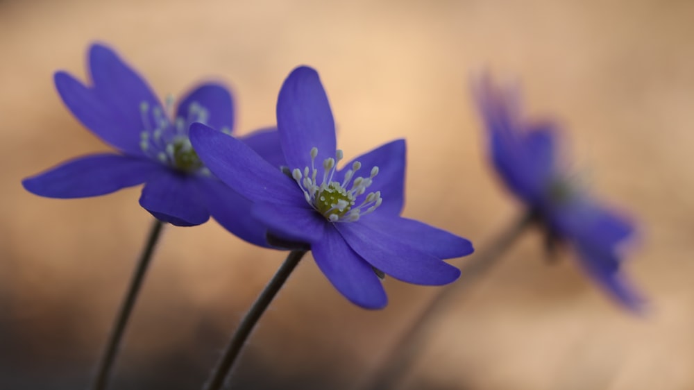 a close up of a flower