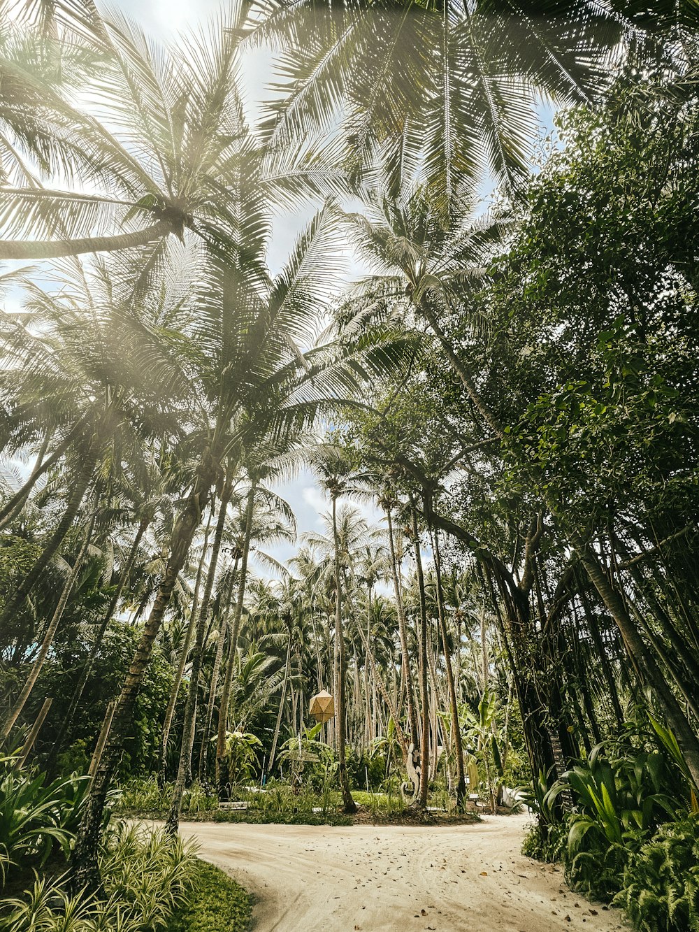 a path through a tropical forest