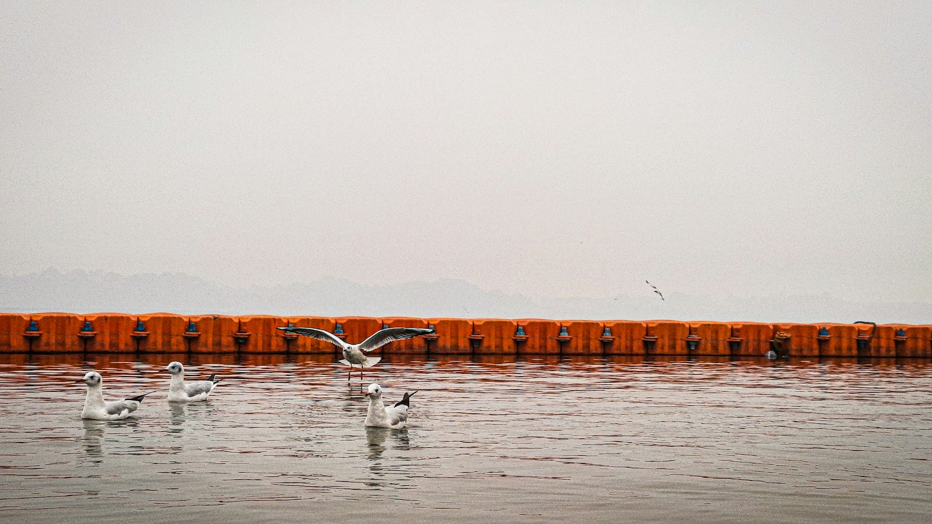 birds swimming in water