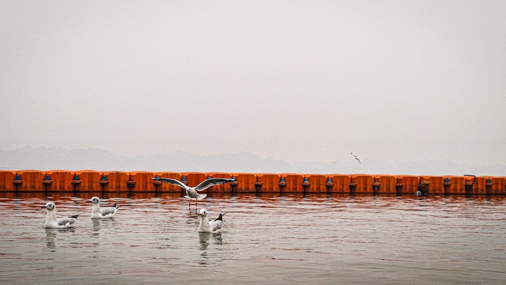 birds swimming in water