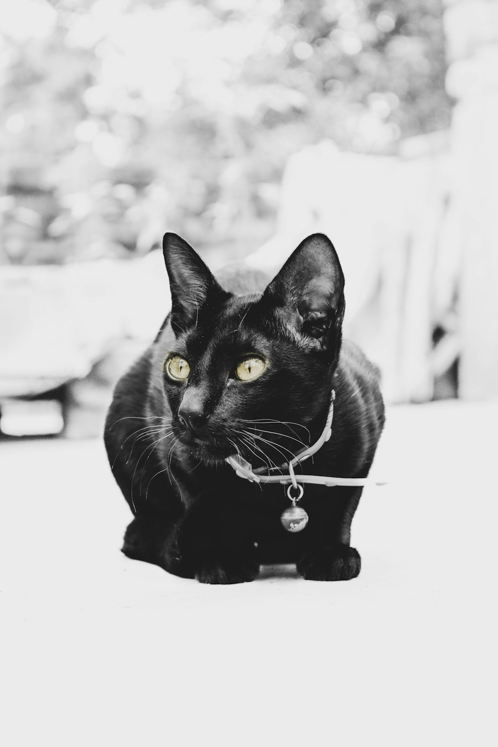 a black cat with a collar