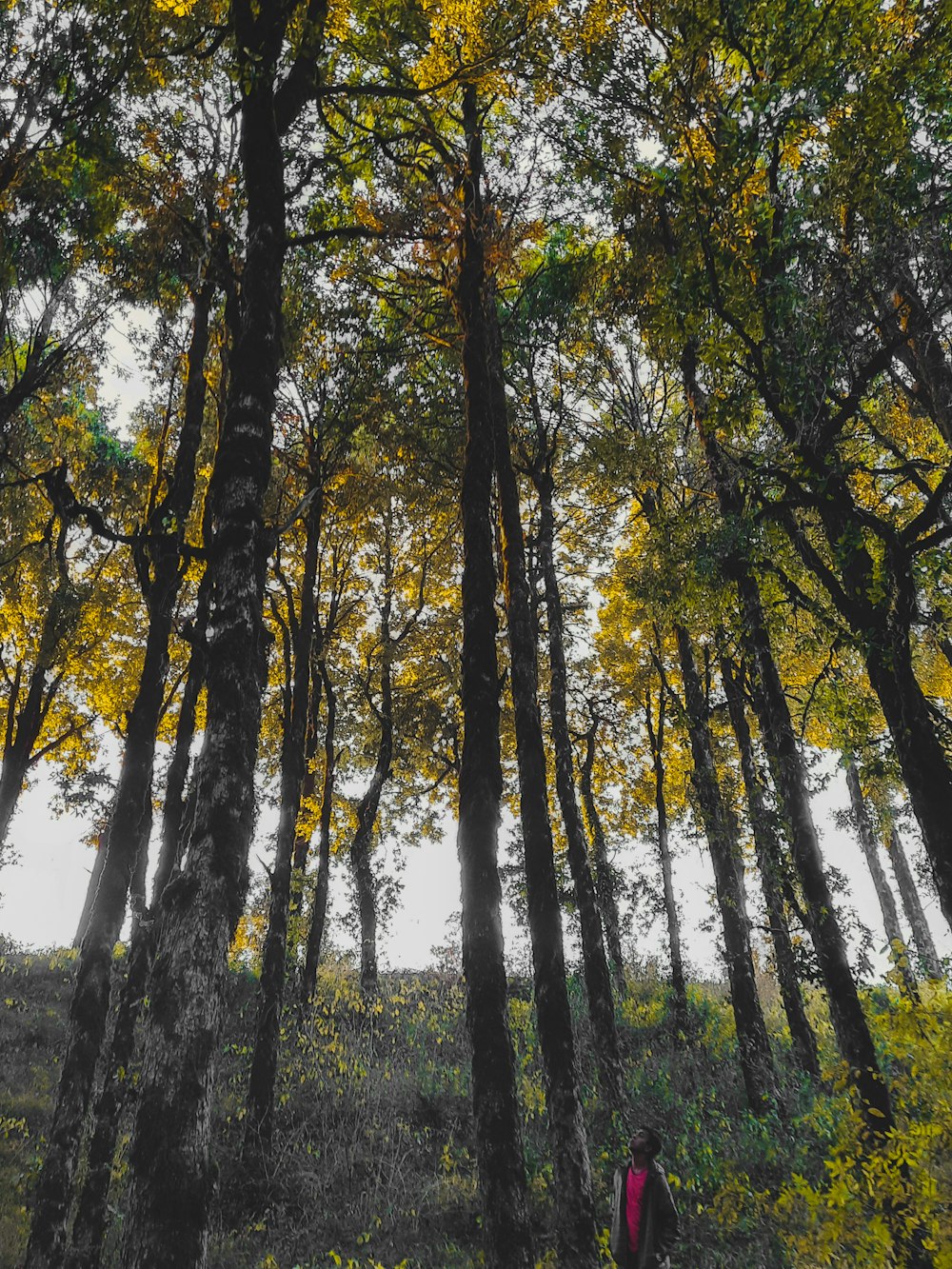 a person walking through a forest