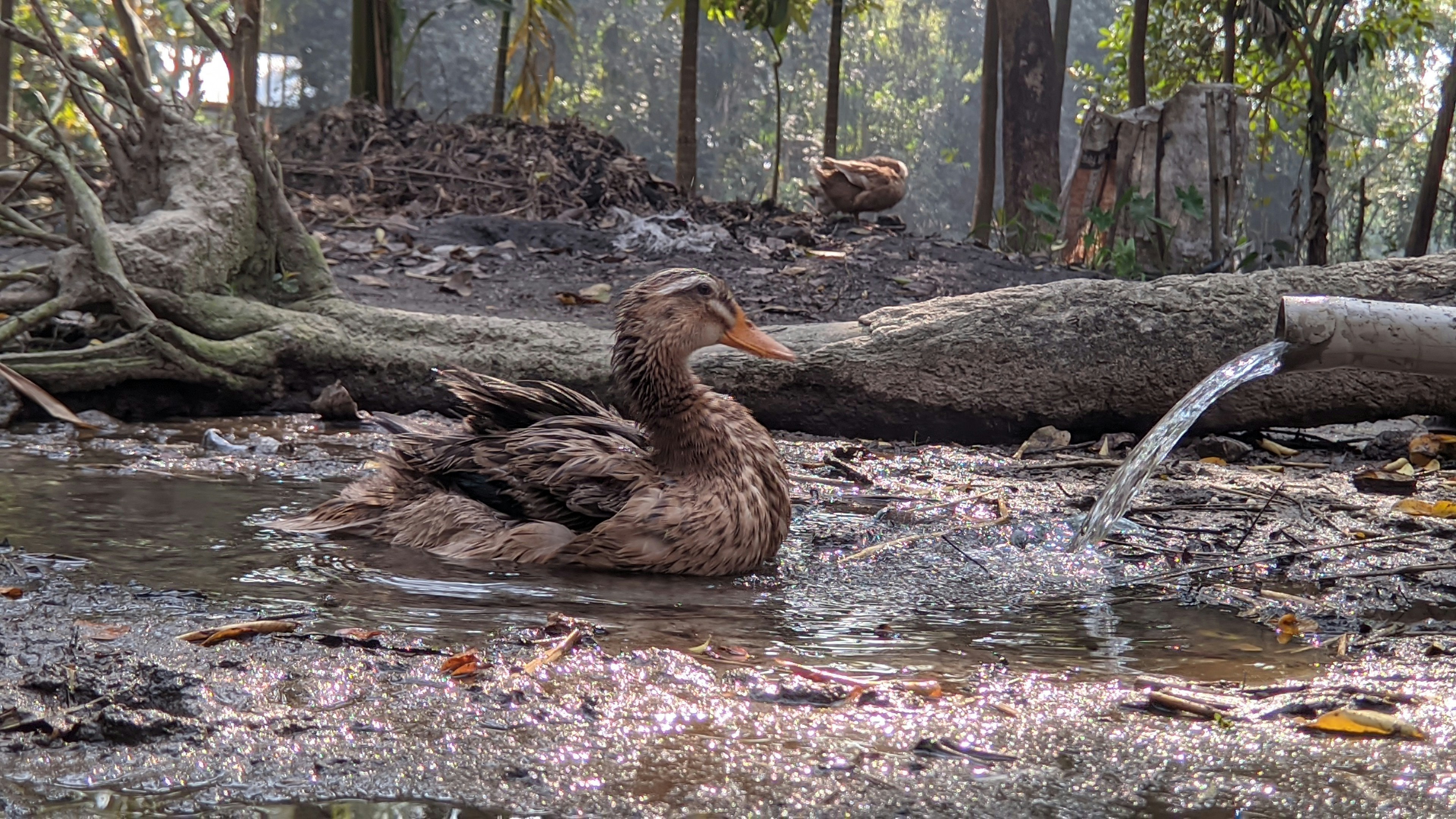 Bébés canards dans un étang photo – Photo Oiseau Gratuite sur