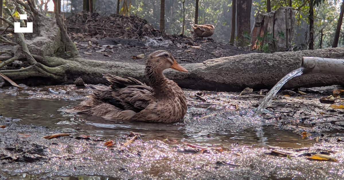 Bébés canards dans un étang photo – Photo Oiseau Gratuite sur Bébés canards dans un étang photo – Photo Oiseau Gratuite sur
