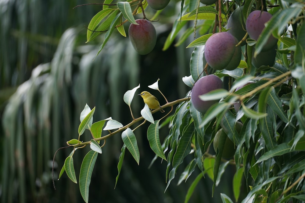 a close up of some fruit