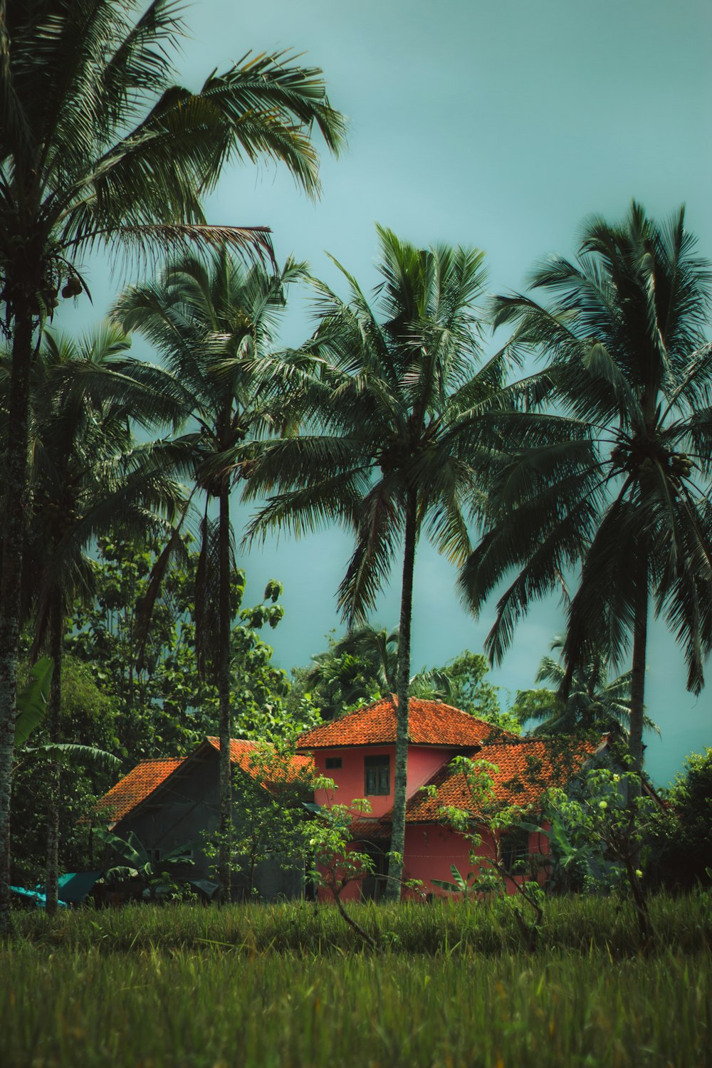 a house surrounded by palm trees
