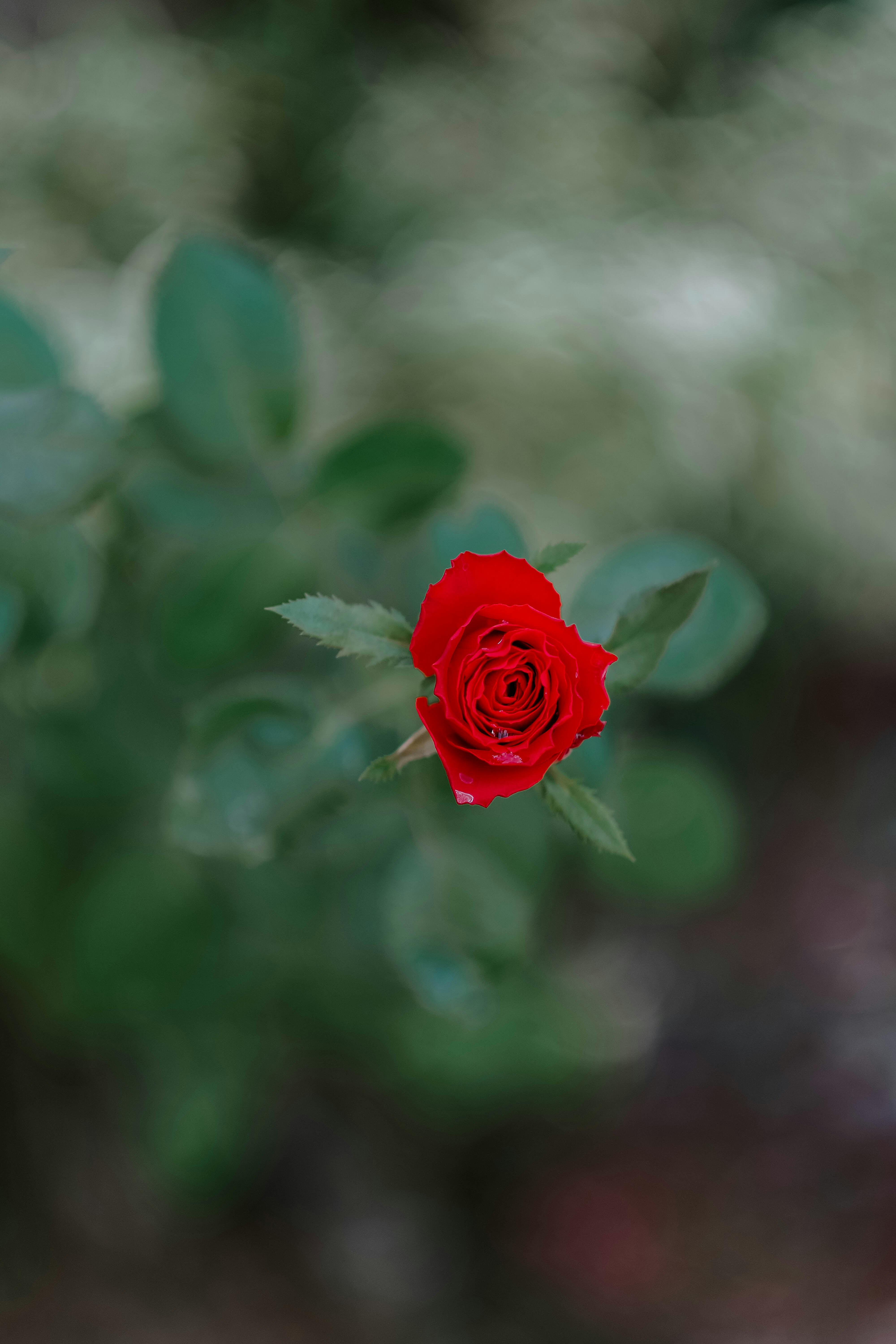 Photo by sudharmaputra