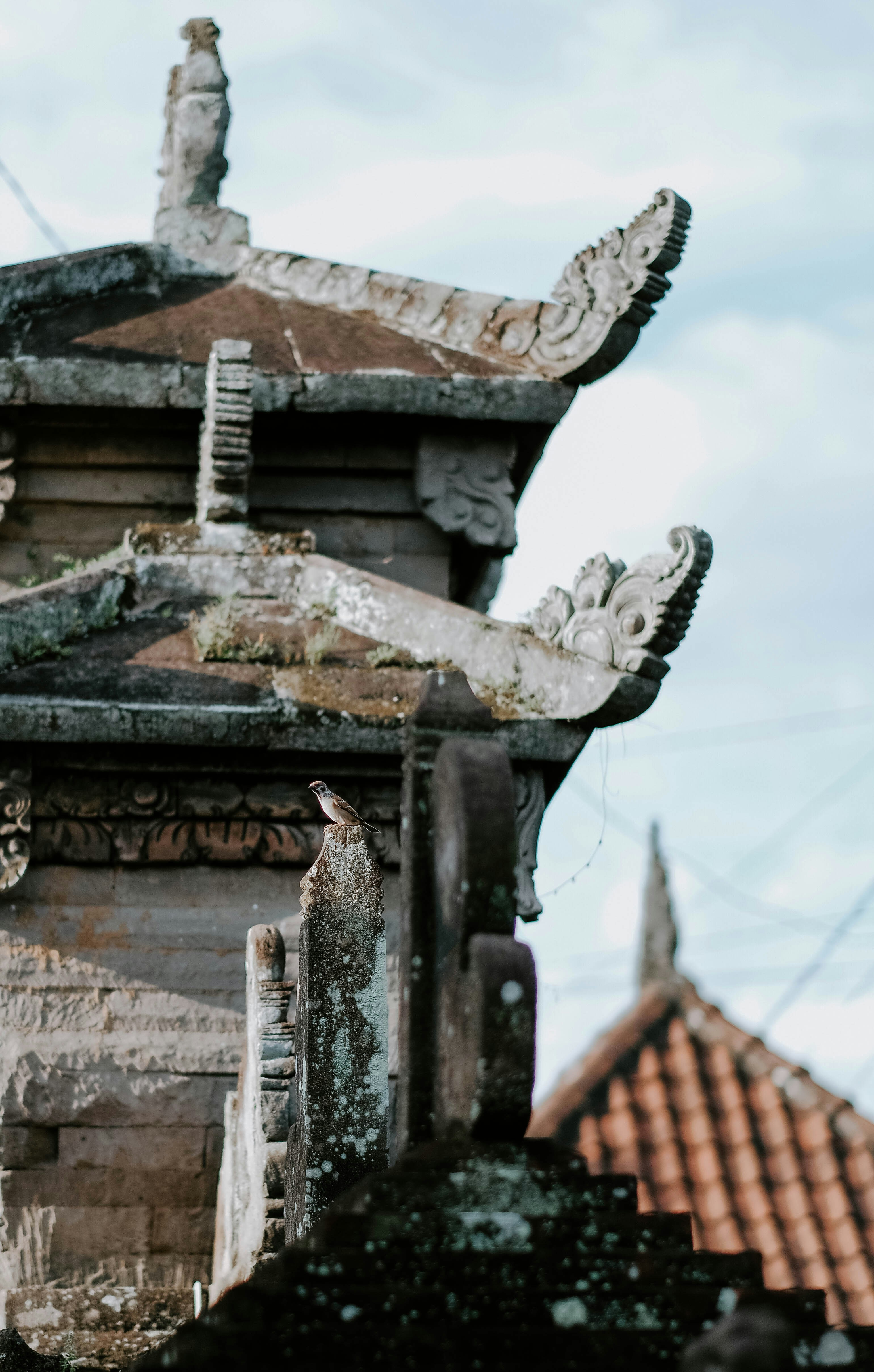 Photo by sudharmaputra