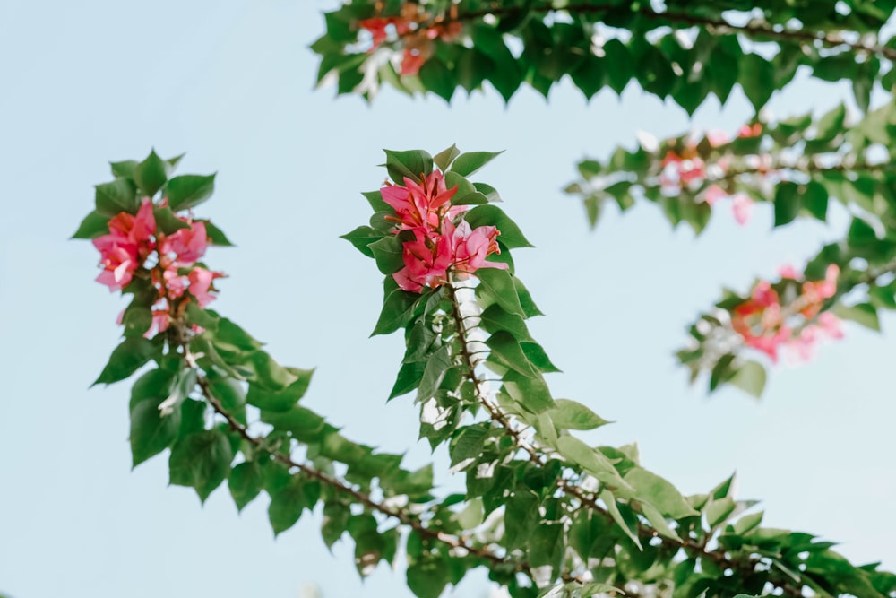 a tree with flowers