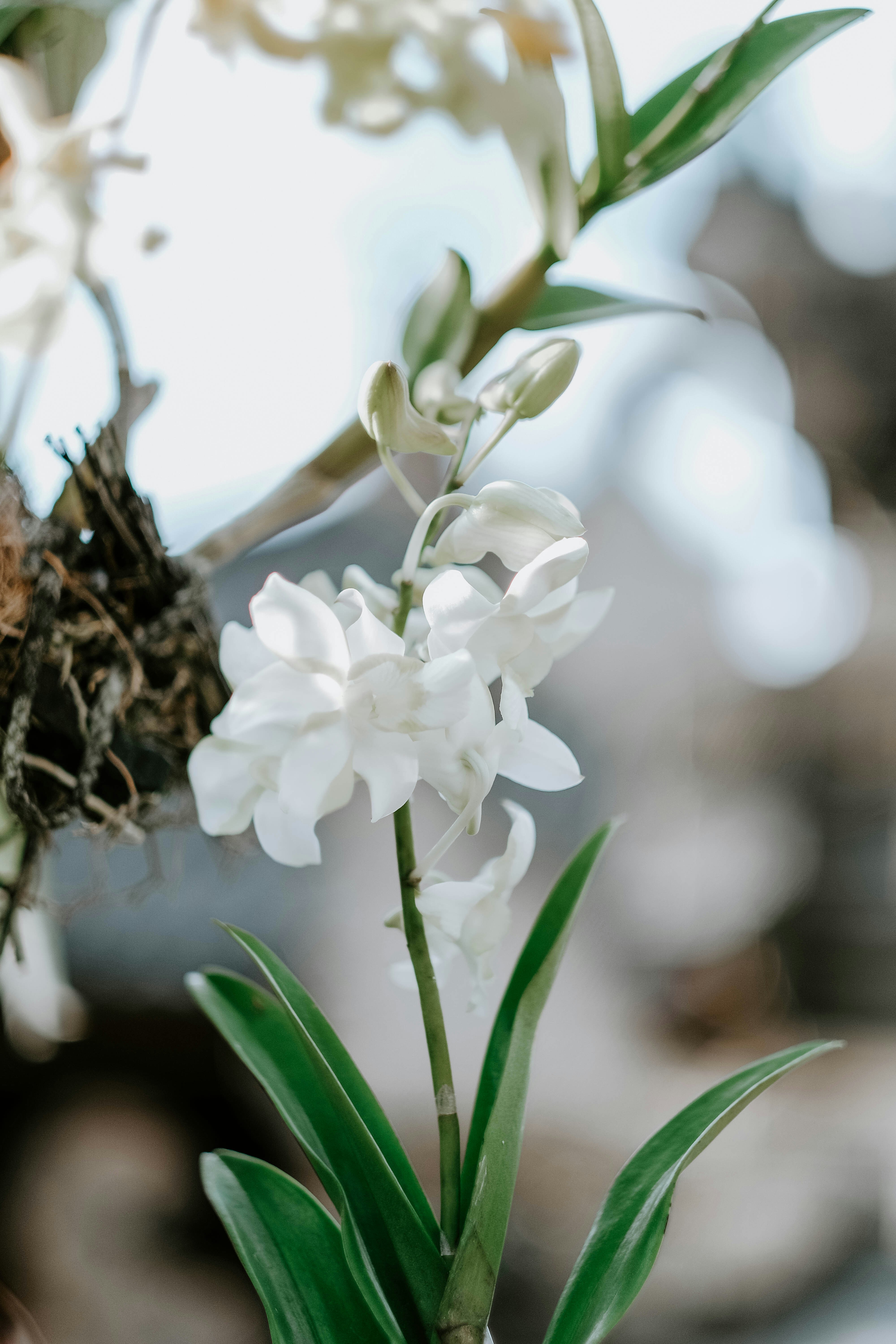 Photo by sudharmaputra