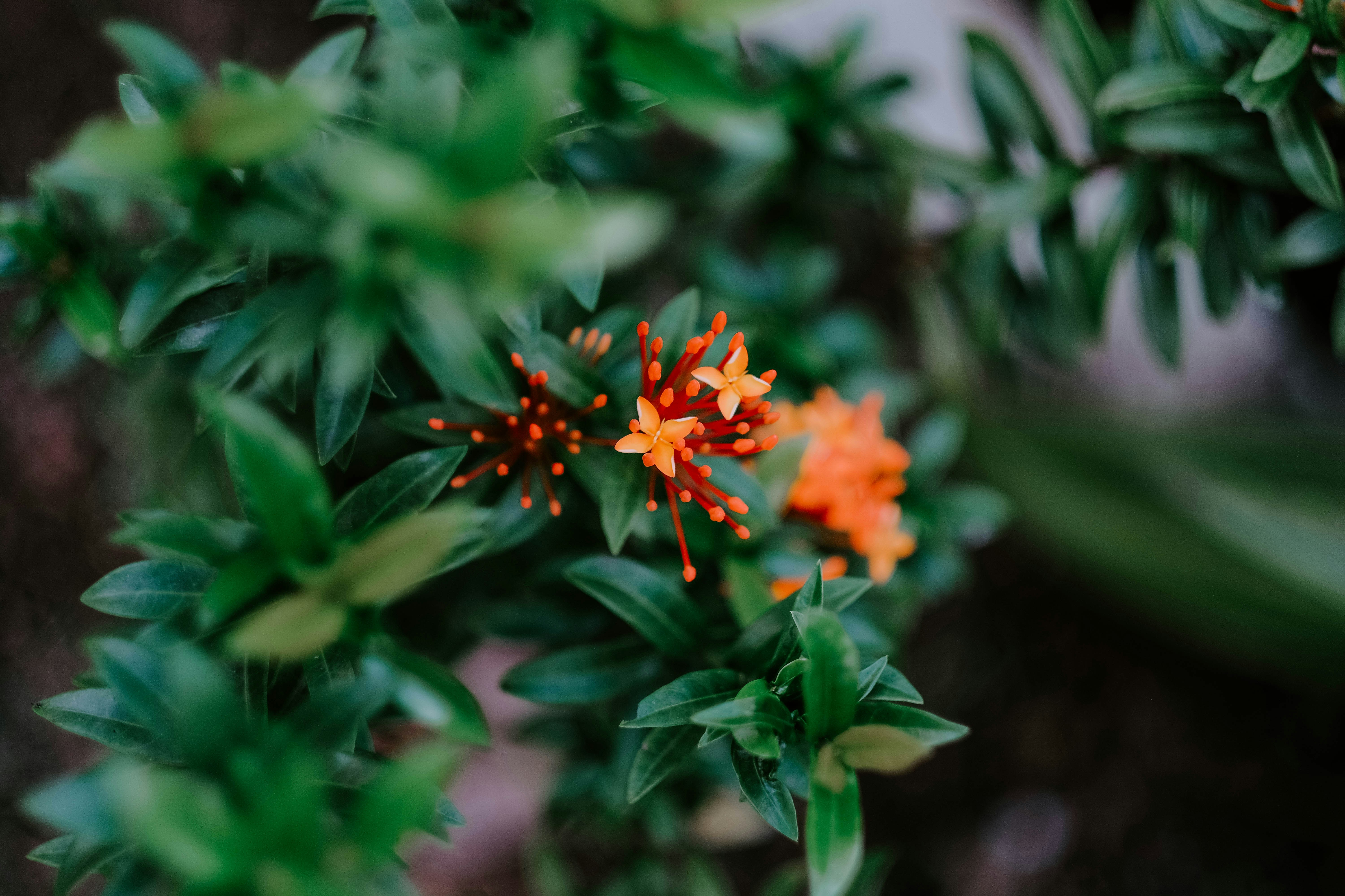 Photo by sudharmaputra