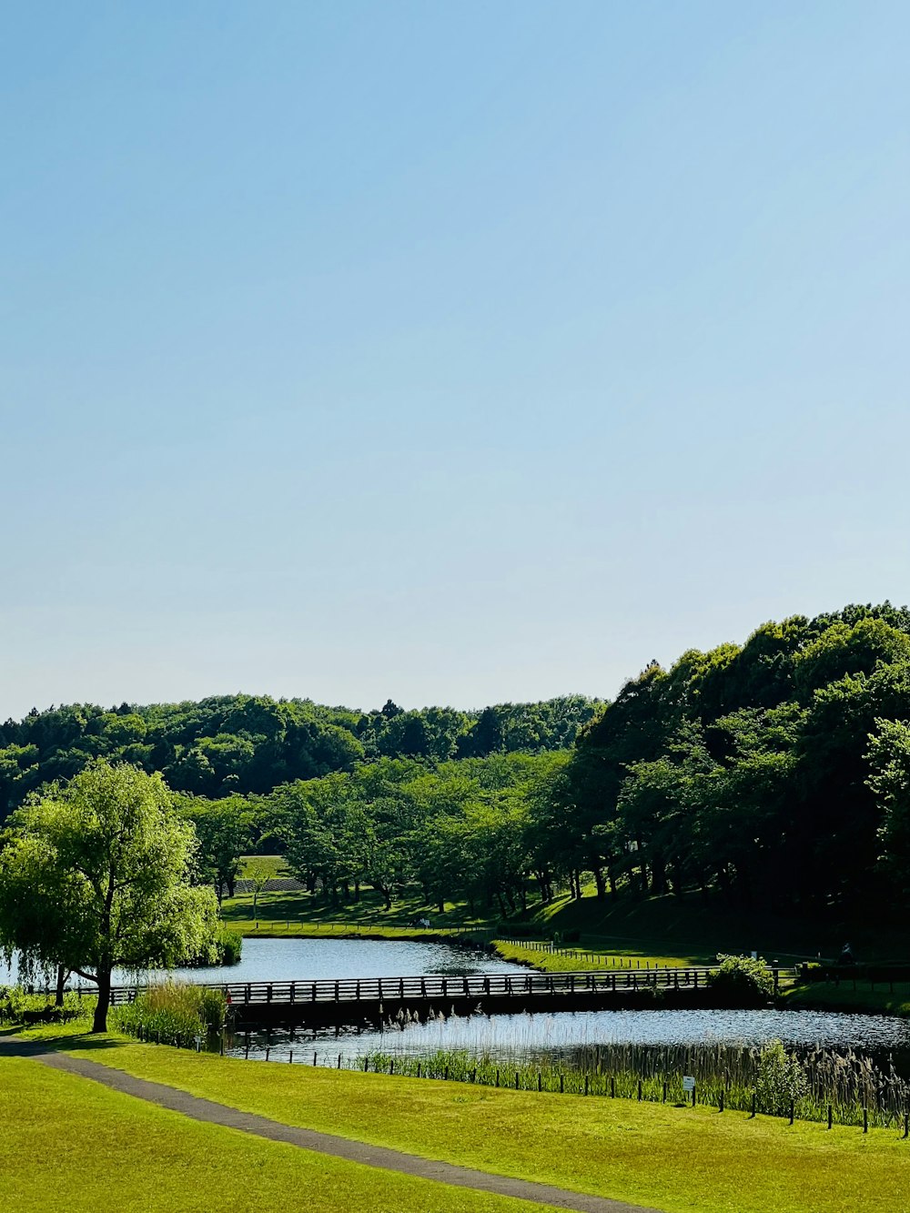 a river with trees on the side