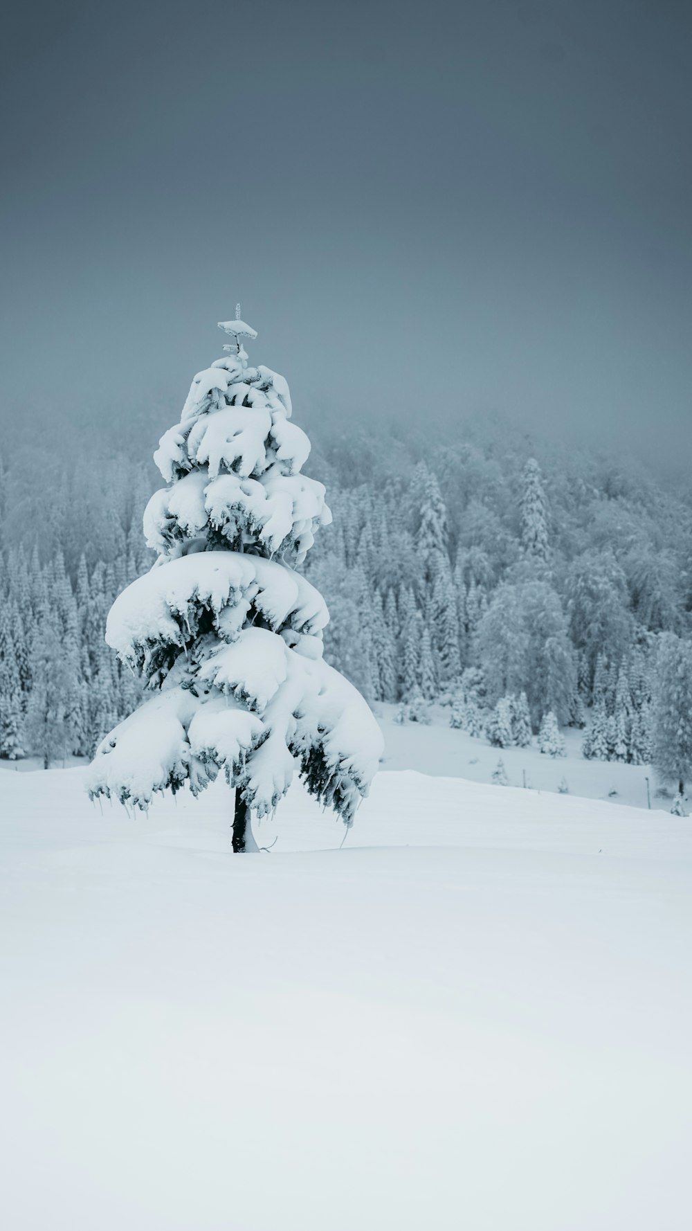 a tree in a snowy area