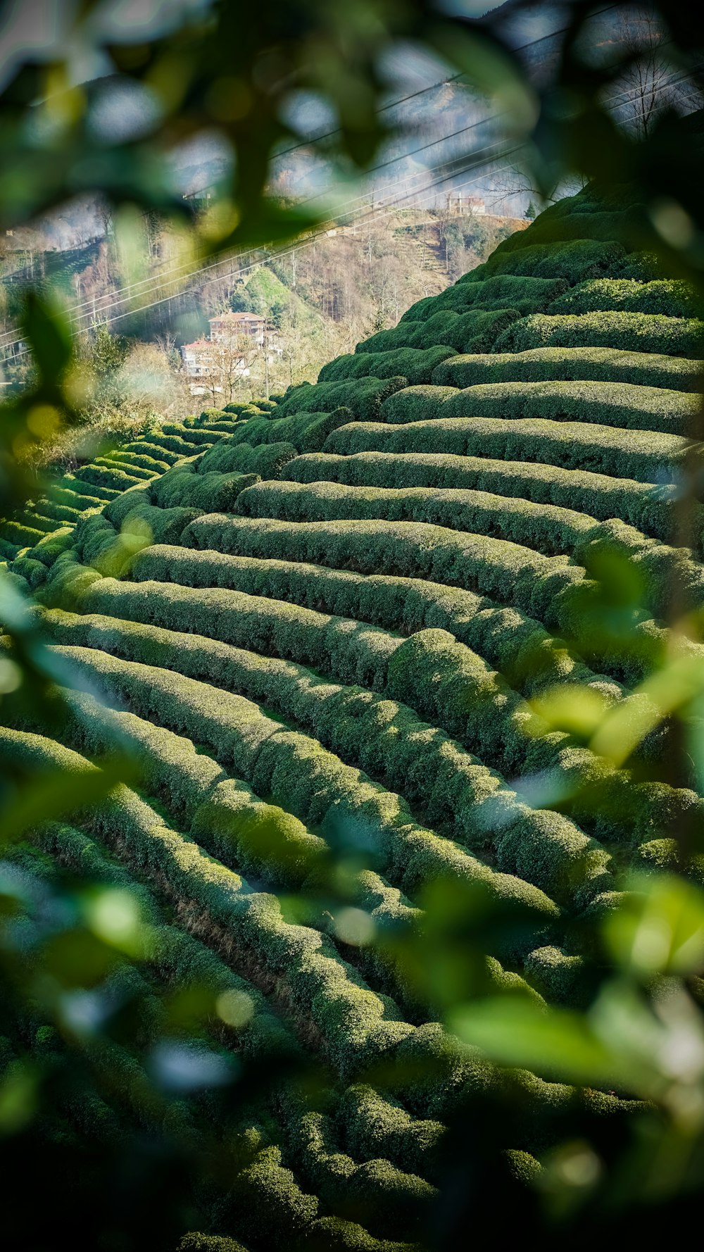 a close up of a plant