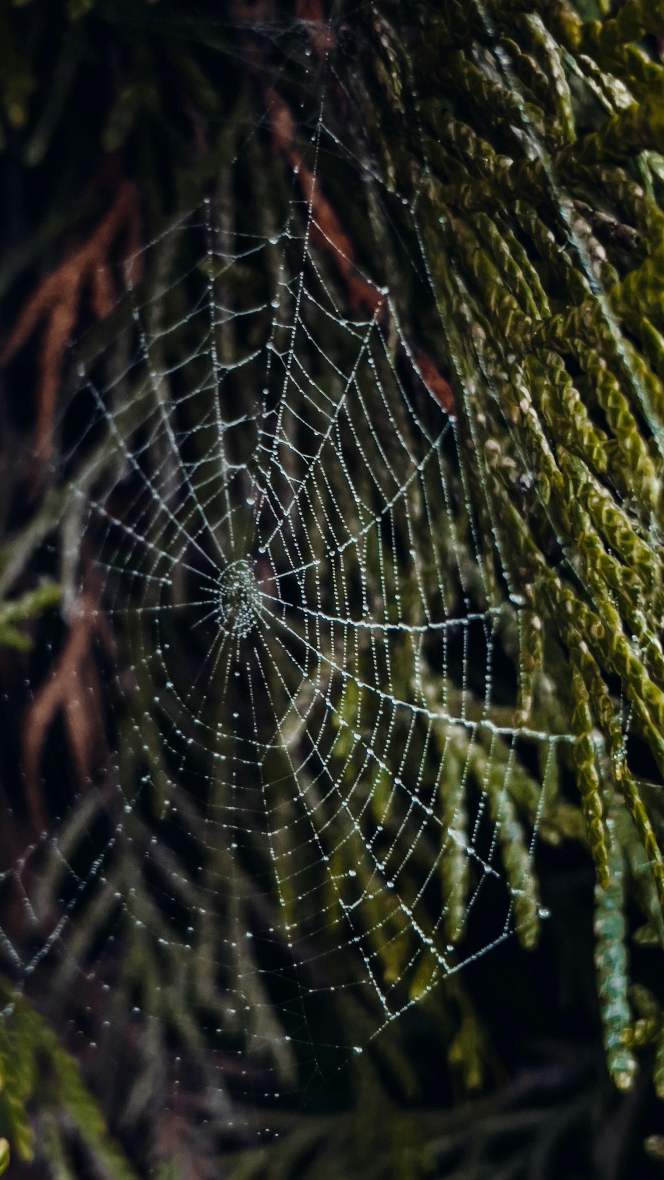 A close up of a spider web photo – Free Nature Image on Unsplash