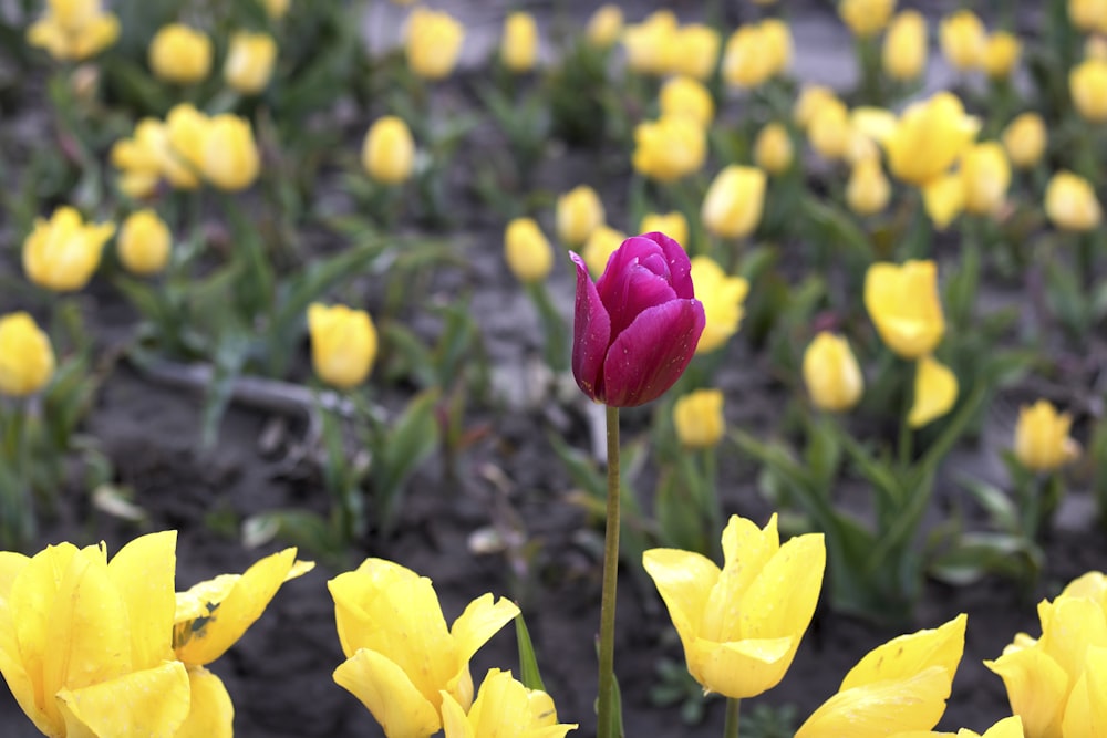 eine rosa und gelbe Blume