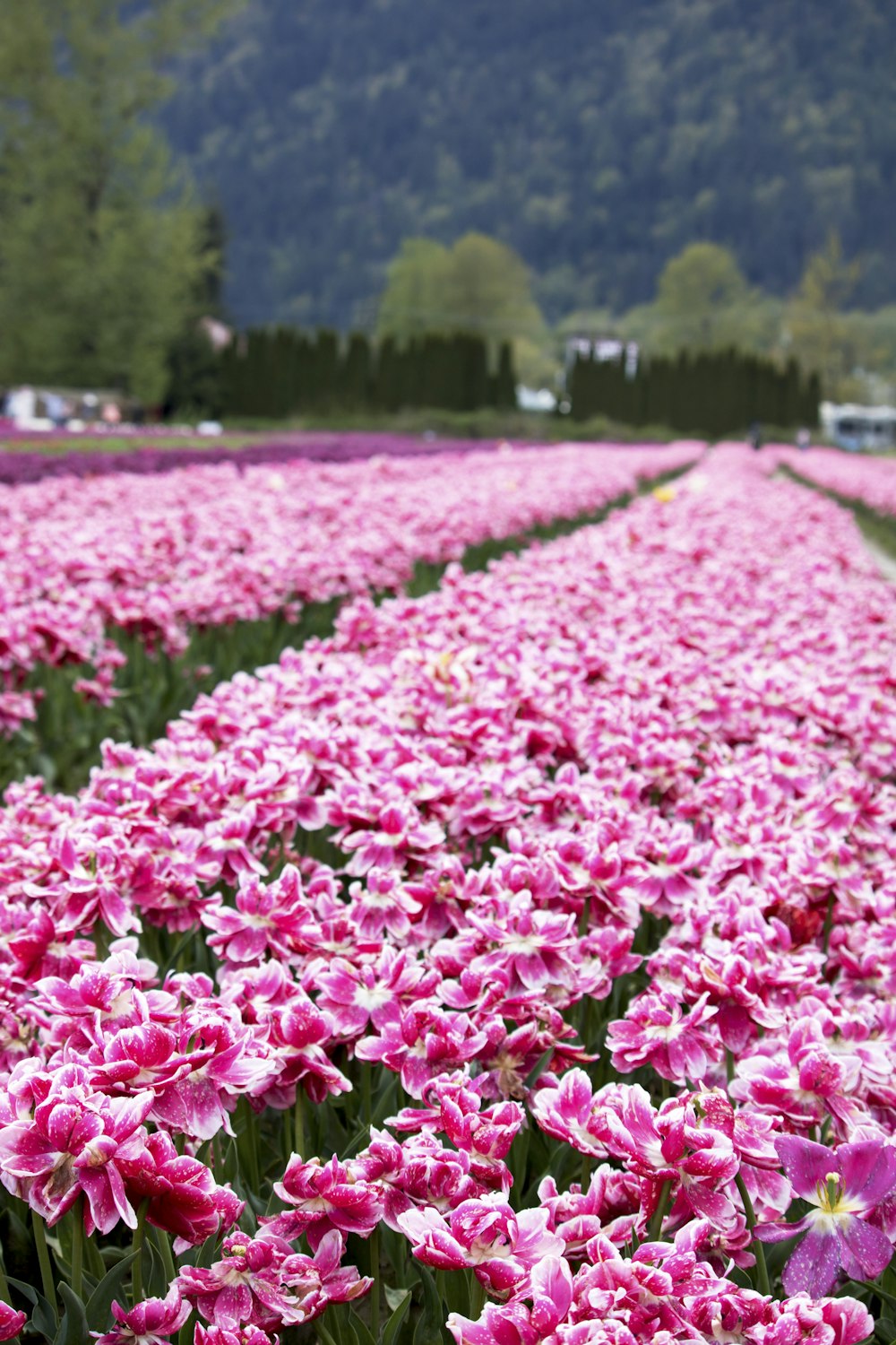 a field of flowers