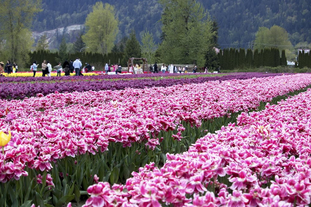 a field of flowers