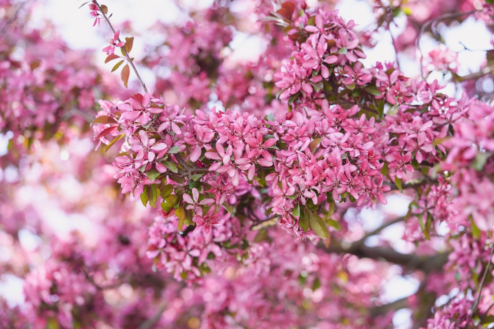 a close up of a tree with pink flowers