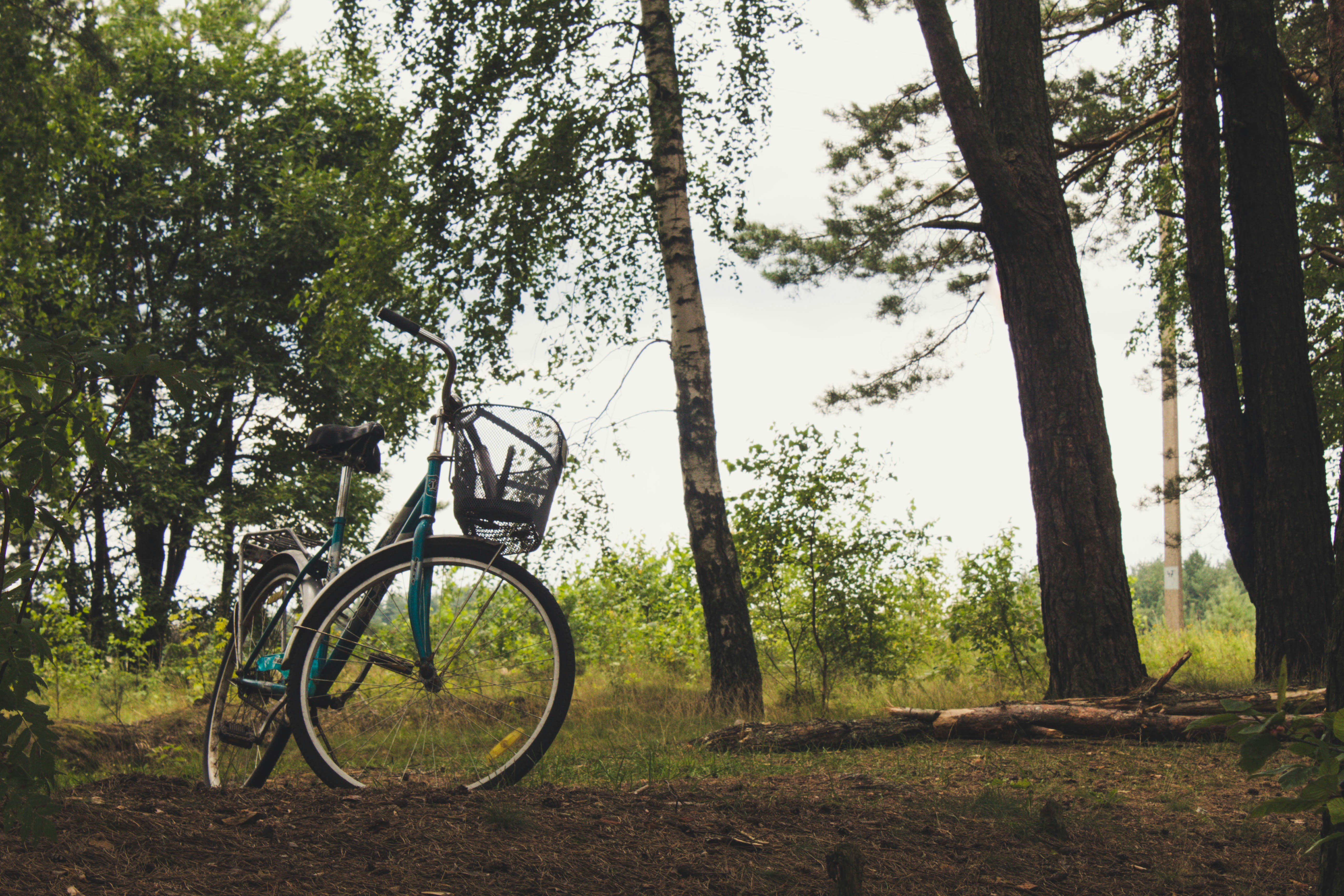 a bicycle parked in a wooded area