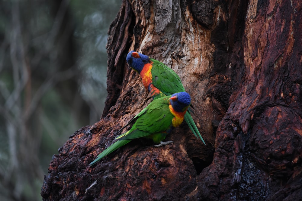 a group of colorful birds on a tree