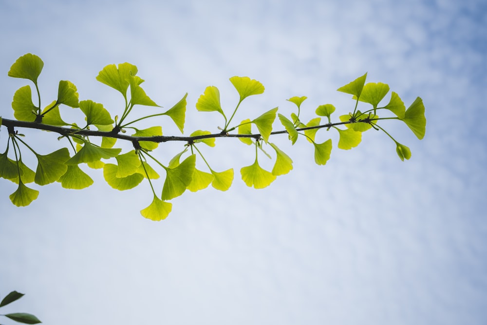 a branch with green leaves
