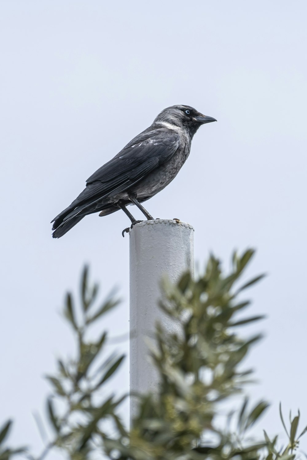 a bird perched on a post