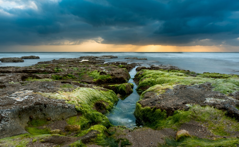 a rocky beach with green plants