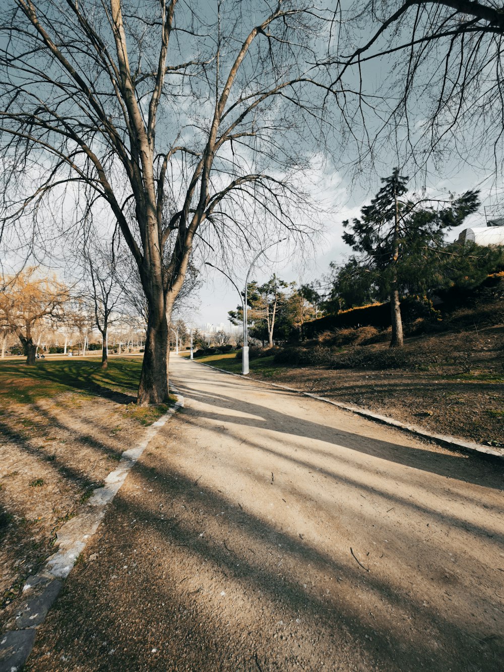 a road with trees on the side