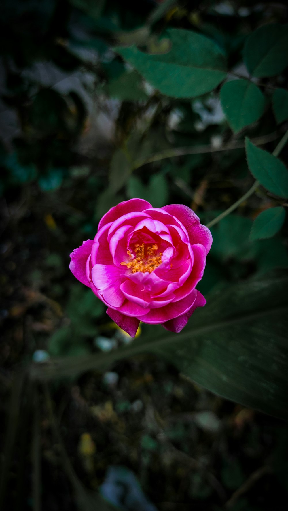 a pink flower on a plant