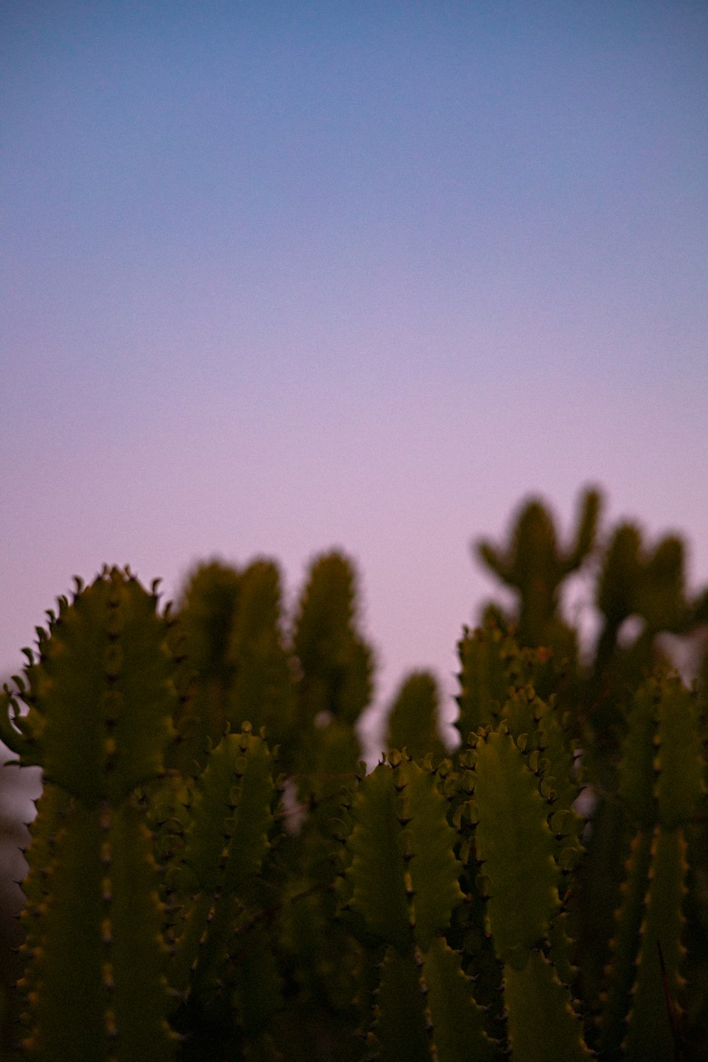 a group of trees