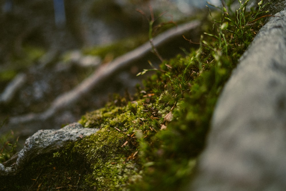 moss on a rock