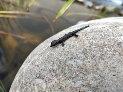 Leeches resting on a smooth stone in a natural aquatic environment.