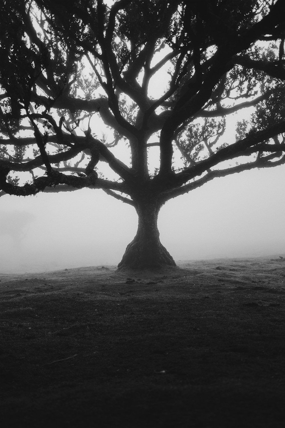 a tree in a field