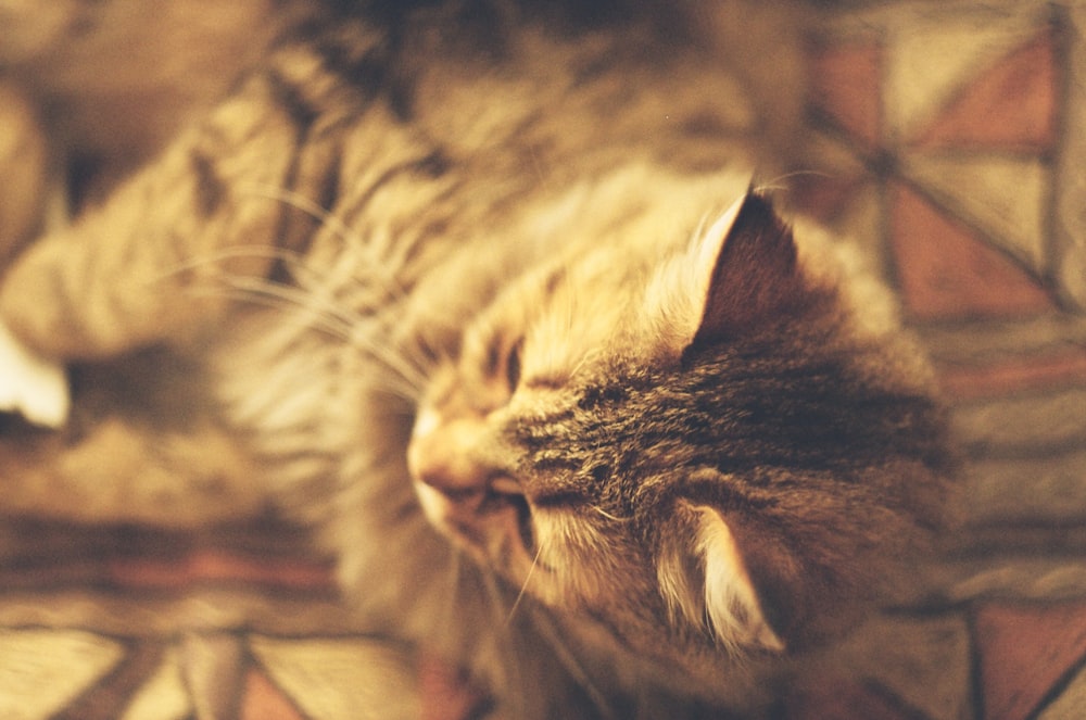 a cat lying on a wood surface