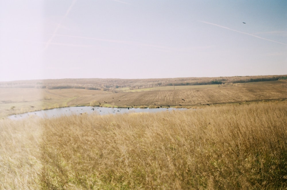 a marshy area with a small pond in it