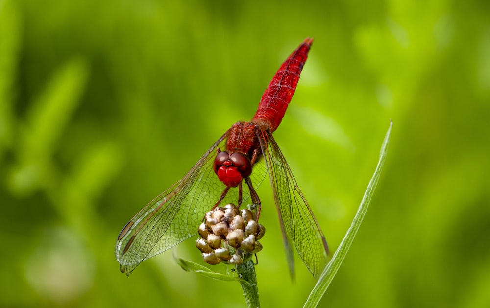 a bug on a plant