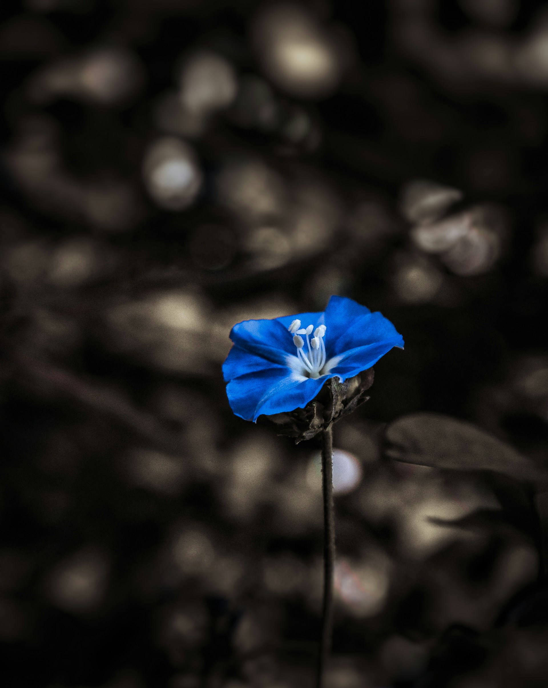 a blue flower with a black background