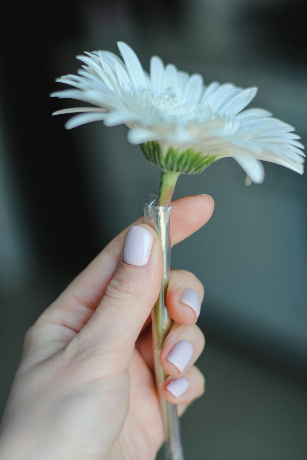 a hand holding a white flower