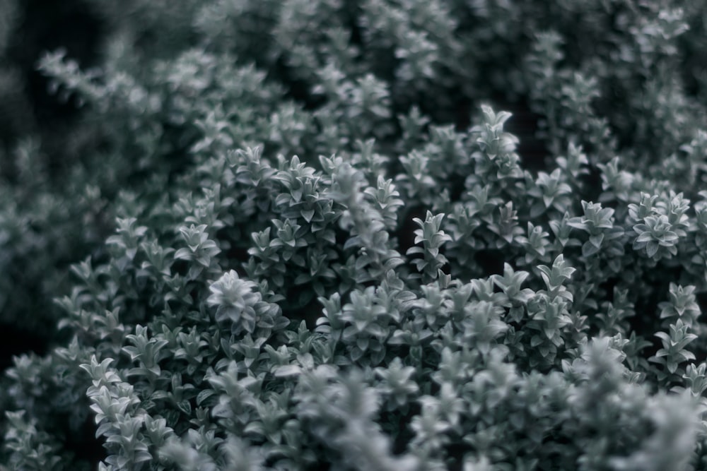 a close up of some plants