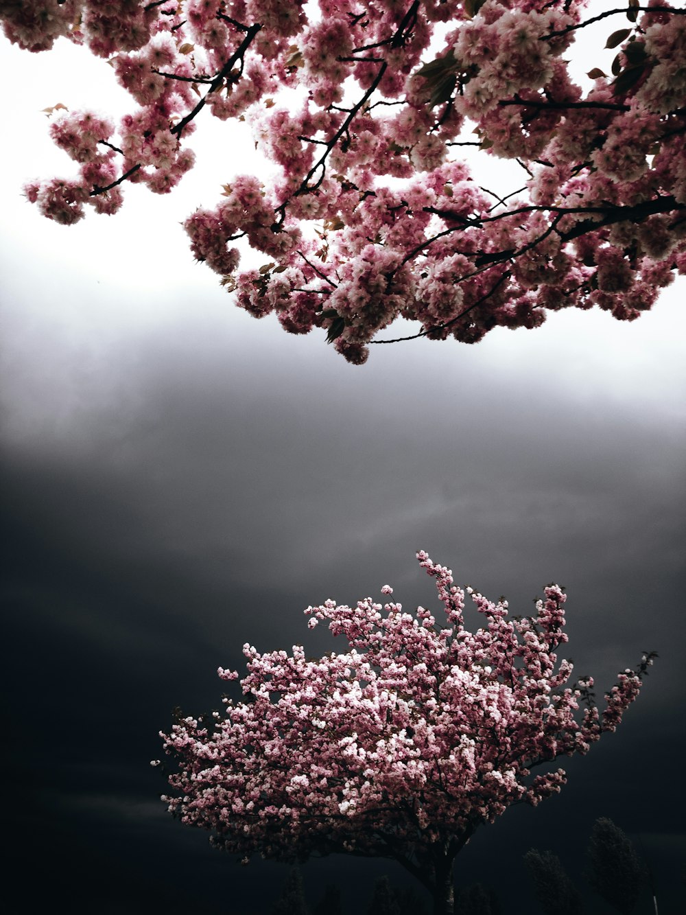 rosa Blumen auf einem Baum