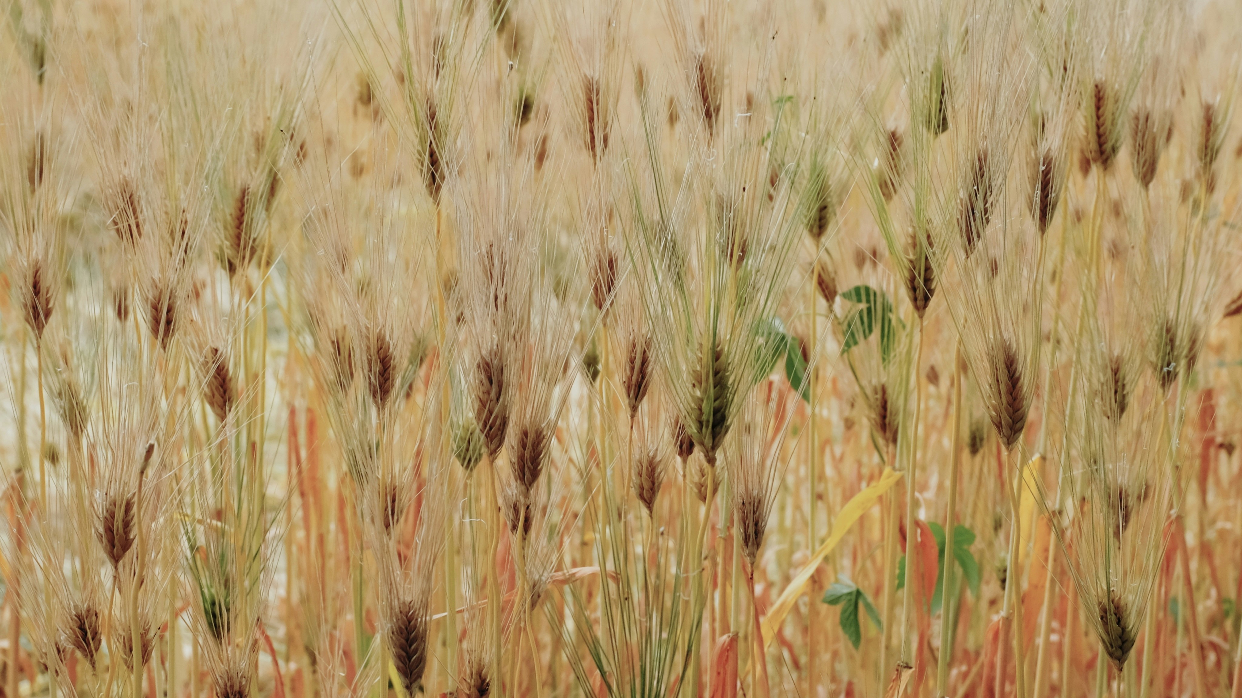 a field of wheat