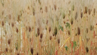 A dense field of mature wheat plants with long, slender stalks swaying gently. The wheat heads are golden brown, contrasting with the occasional green leaves visible among the stalks.