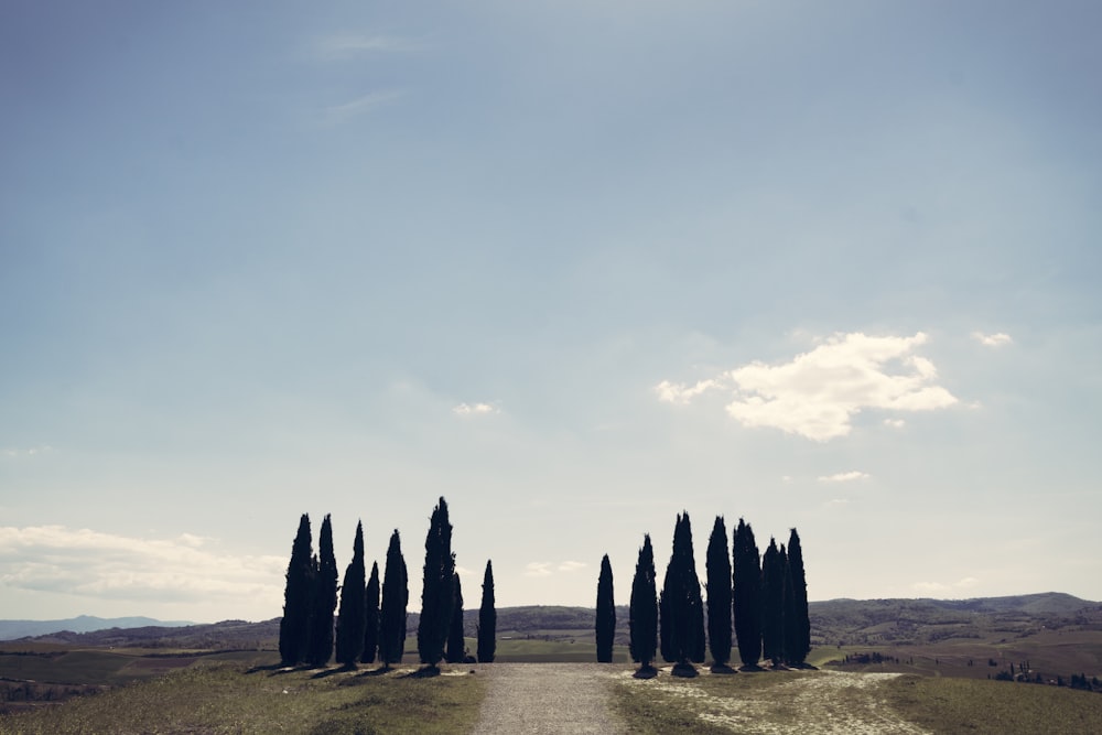 a group of trees in a desert