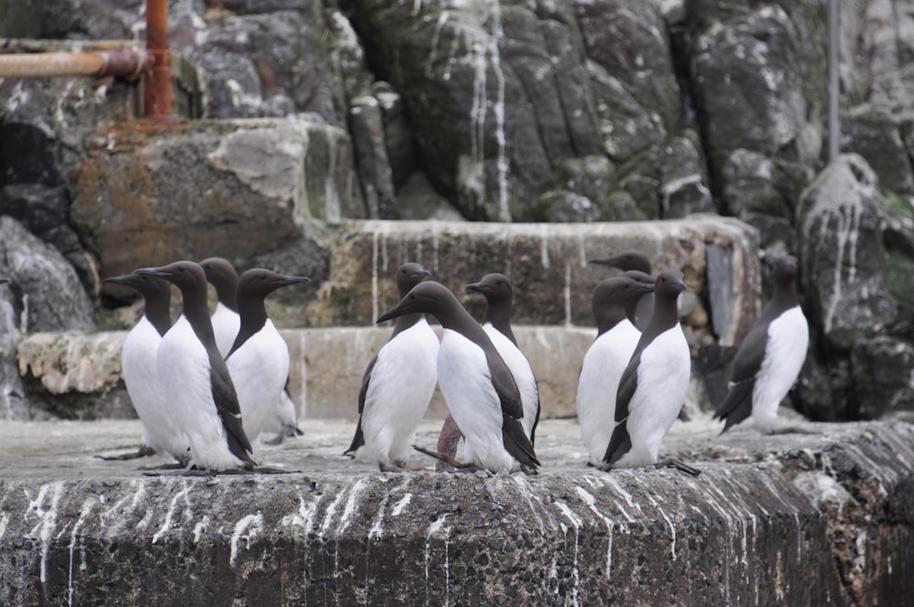 Eine Gruppe Pinguine auf einem Felsen