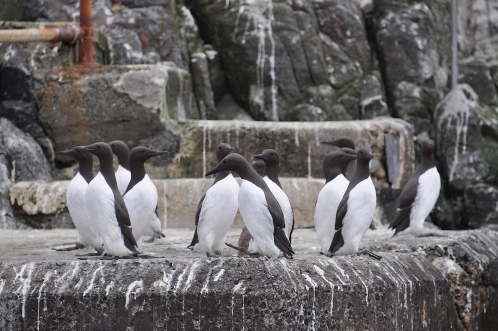 a group of penguins standing on a rock