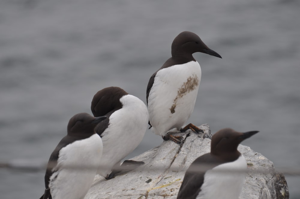 a group of birds sitting on a rock