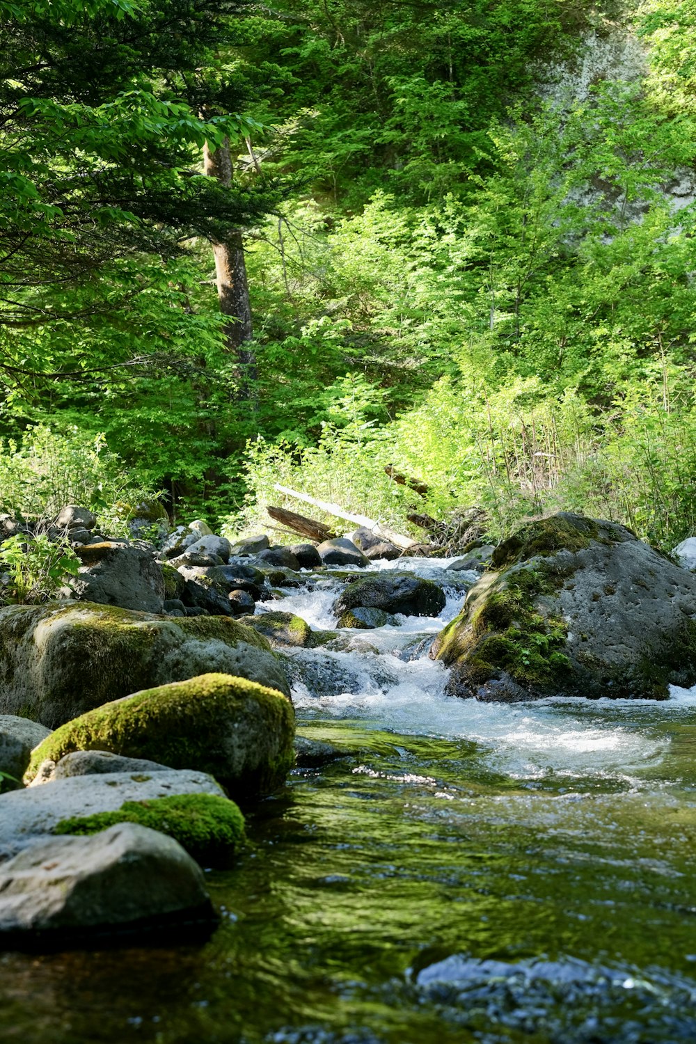 Ein Fluss mit Felsen und Bäumen