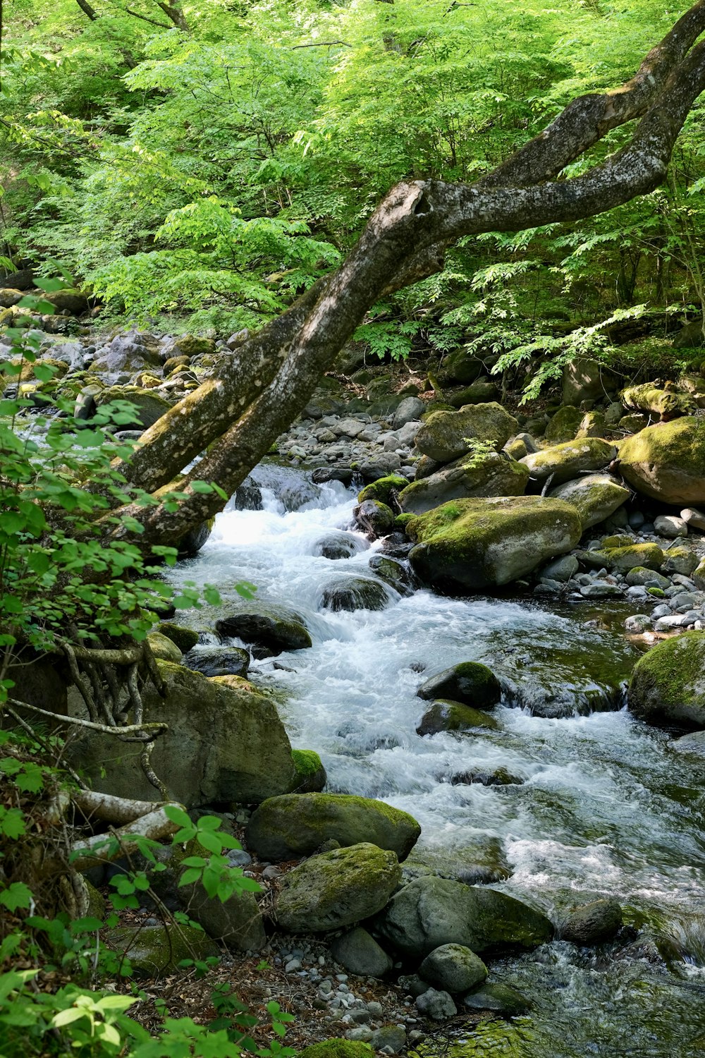 a stream of water flowing through rocks